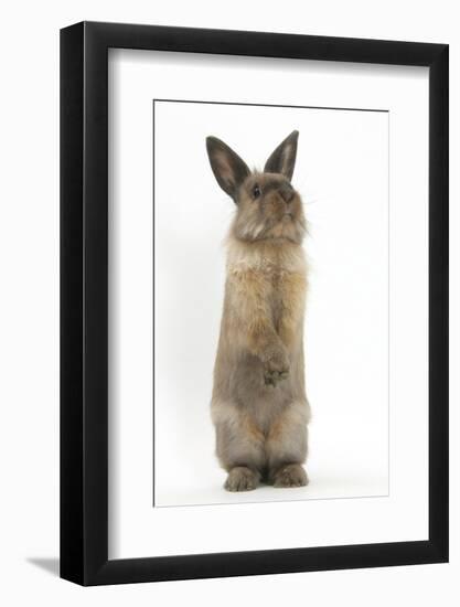 Lionhead-Cross Rabbit Sitting Up on its Haunches-Mark Taylor-Framed Photographic Print