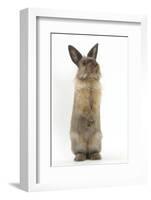 Lionhead-Cross Rabbit Sitting Up on its Haunches-Mark Taylor-Framed Photographic Print