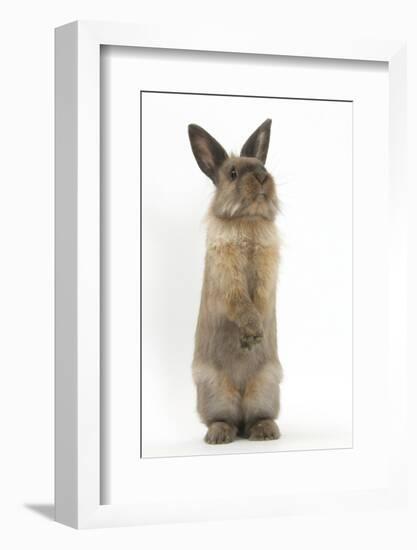 Lionhead-Cross Rabbit Sitting Up on its Haunches-Mark Taylor-Framed Photographic Print