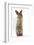 Lionhead-Cross Rabbit Sitting Up on its Haunches-Mark Taylor-Framed Photographic Print