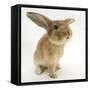 Lionhead-Cross Rabbit, Sniffing-Mark Taylor-Framed Stretched Canvas
