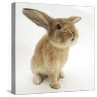 Lionhead-Cross Rabbit, Sniffing-Mark Taylor-Stretched Canvas