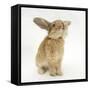 Lionhead-Cross Rabbit, Sniffing-Mark Taylor-Framed Stretched Canvas