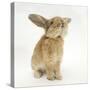 Lionhead-Cross Rabbit, Sniffing-Mark Taylor-Stretched Canvas