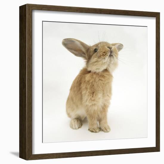 Lionhead-Cross Rabbit, Sniffing-Mark Taylor-Framed Photographic Print