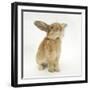 Lionhead-Cross Rabbit, Sniffing-Mark Taylor-Framed Photographic Print