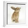 Lionhead-Cross Rabbit, Sniffing-Mark Taylor-Framed Photographic Print