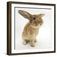 Lionhead-Cross Rabbit, Sniffing-Mark Taylor-Framed Photographic Print