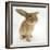 Lionhead-Cross Rabbit, Sniffing-Mark Taylor-Framed Photographic Print