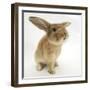Lionhead-Cross Rabbit, Sniffing-Mark Taylor-Framed Photographic Print