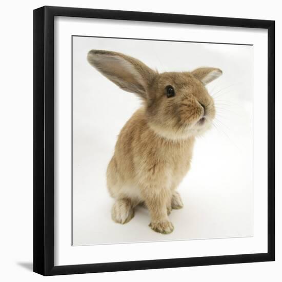 Lionhead-Cross Rabbit, Sniffing-Mark Taylor-Framed Photographic Print