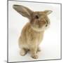Lionhead-Cross Rabbit, Sniffing-Mark Taylor-Mounted Photographic Print