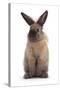 Lionhead-Cross Rabbit Standing-Mark Taylor-Stretched Canvas