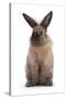 Lionhead-Cross Rabbit Standing-Mark Taylor-Stretched Canvas