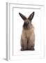 Lionhead-Cross Rabbit Standing-Mark Taylor-Framed Photographic Print