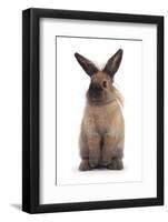 Lionhead-Cross Rabbit Standing-Mark Taylor-Framed Photographic Print
