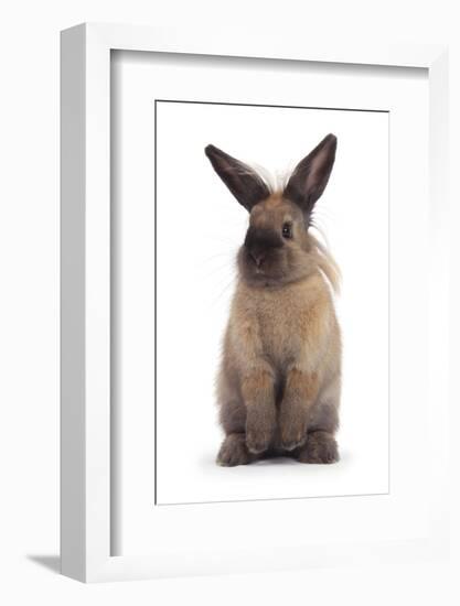 Lionhead-Cross Rabbit Standing-Mark Taylor-Framed Photographic Print