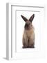 Lionhead-Cross Rabbit Standing-Mark Taylor-Framed Photographic Print