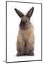 Lionhead-Cross Rabbit Standing-Mark Taylor-Mounted Photographic Print