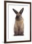 Lionhead-Cross Rabbit Standing-Mark Taylor-Framed Photographic Print