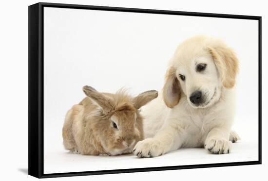 Lionhead Cross Rabbit, Tedson, and Golden Retriever Dog Puppy, Oscar, 3 Months-Mark Taylor-Framed Stretched Canvas