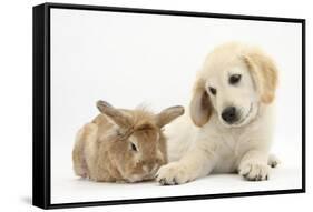 Lionhead Cross Rabbit, Tedson, and Golden Retriever Dog Puppy, Oscar, 3 Months-Mark Taylor-Framed Stretched Canvas