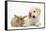 Lionhead Cross Rabbit, Tedson, and Golden Retriever Dog Puppy, Oscar, 3 Months-Mark Taylor-Framed Stretched Canvas