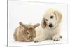Lionhead Cross Rabbit, Tedson, and Golden Retriever Dog Puppy, Oscar, 3 Months-Mark Taylor-Stretched Canvas