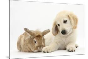 Lionhead Cross Rabbit, Tedson, and Golden Retriever Dog Puppy, Oscar, 3 Months-Mark Taylor-Stretched Canvas