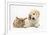 Lionhead Cross Rabbit, Tedson, and Golden Retriever Dog Puppy, Oscar, 3 Months-Mark Taylor-Framed Photographic Print