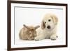 Lionhead Cross Rabbit, Tedson, and Golden Retriever Dog Puppy, Oscar, 3 Months-Mark Taylor-Framed Photographic Print