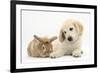 Lionhead Cross Rabbit, Tedson, and Golden Retriever Dog Puppy, Oscar, 3 Months-Mark Taylor-Framed Photographic Print