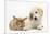 Lionhead Cross Rabbit, Tedson, and Golden Retriever Dog Puppy, Oscar, 3 Months-Mark Taylor-Mounted Photographic Print