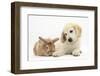 Lionhead Cross Rabbit, Tedson, and Golden Retriever Dog Puppy, Oscar, 3 Months-Mark Taylor-Framed Photographic Print