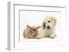 Lionhead Cross Rabbit, Tedson, and Golden Retriever Dog Puppy, Oscar, 3 Months-Mark Taylor-Framed Photographic Print