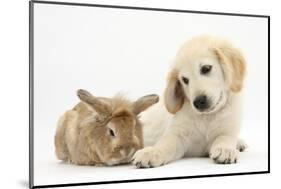 Lionhead Cross Rabbit, Tedson, and Golden Retriever Dog Puppy, Oscar, 3 Months-Mark Taylor-Mounted Photographic Print