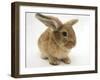 Lionhead-Cross Rabbit-Mark Taylor-Framed Photographic Print