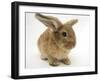 Lionhead-Cross Rabbit-Mark Taylor-Framed Photographic Print