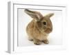 Lionhead-Cross Rabbit-Mark Taylor-Framed Photographic Print