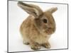 Lionhead-Cross Rabbit-Mark Taylor-Mounted Photographic Print