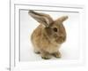 Lionhead-Cross Rabbit-Mark Taylor-Framed Photographic Print