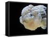 Lionhead Goldfish-null-Framed Stretched Canvas