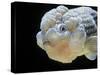 Lionhead Goldfish-null-Stretched Canvas