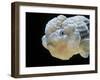 Lionhead Goldfish-null-Framed Premium Photographic Print