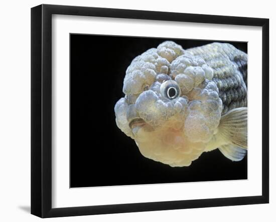 Lionhead Goldfish-null-Framed Premium Photographic Print