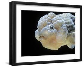 Lionhead Goldfish-null-Framed Premium Photographic Print