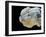 Lionhead Goldfish-null-Framed Premium Photographic Print