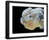 Lionhead Goldfish-null-Framed Premium Photographic Print