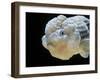 Lionhead Goldfish-null-Framed Photographic Print