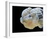 Lionhead Goldfish-null-Framed Photographic Print